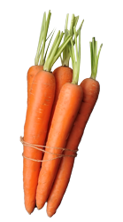 Fresh bunched carrots with greens.