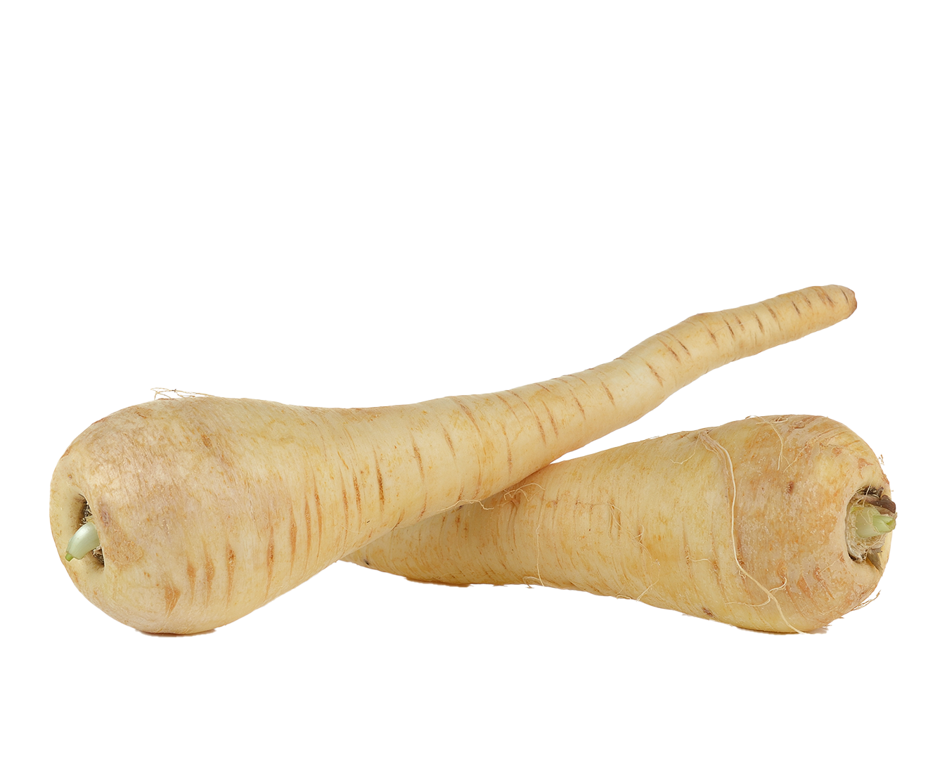 Két friss paszternák fehér háttéren.