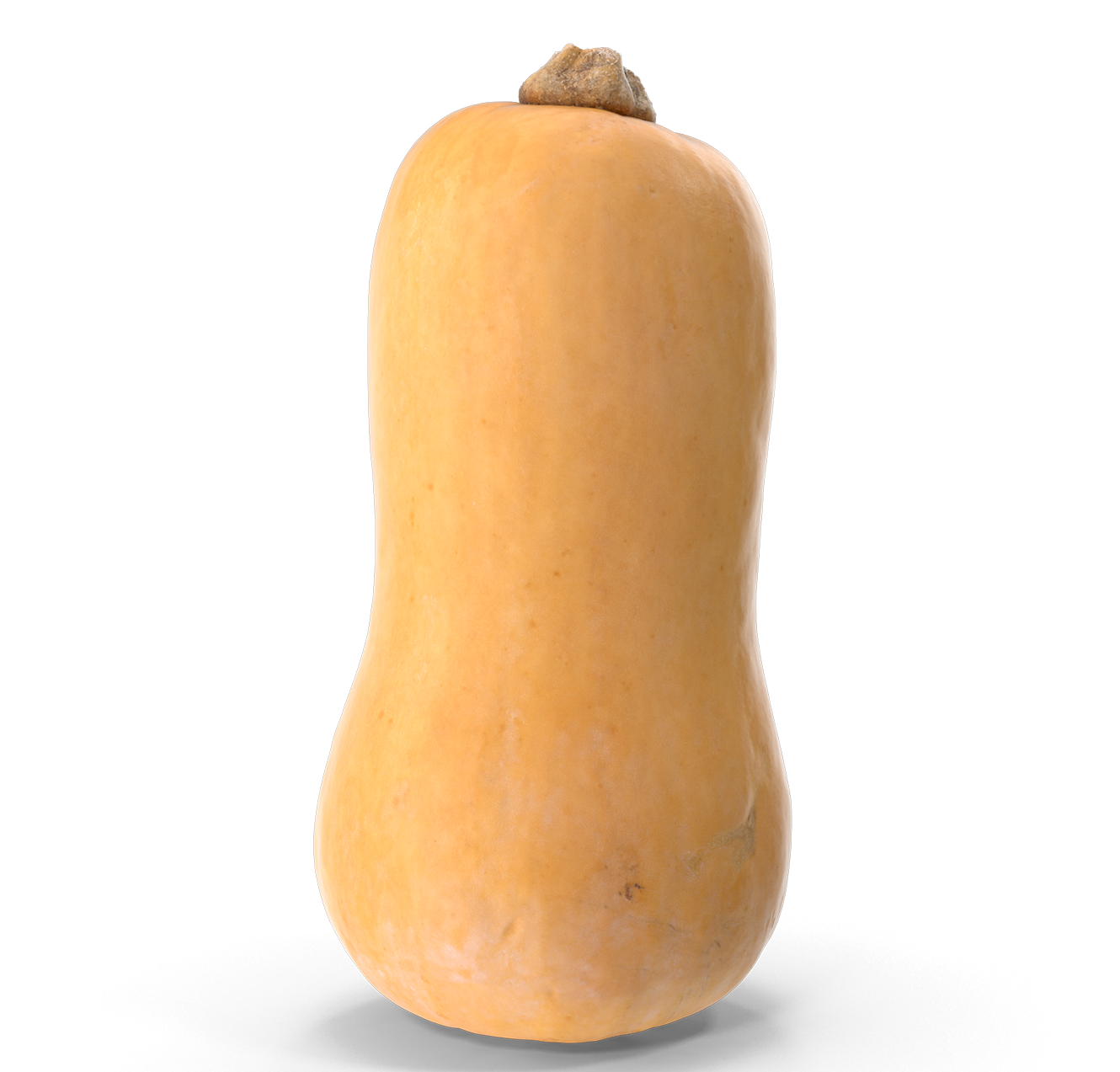 Butternut tök fehér háttérrel.