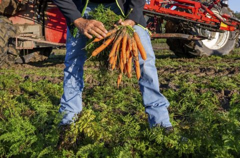 Carrots