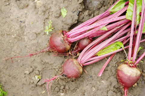 Frische Rote Bete im Gartenboden.