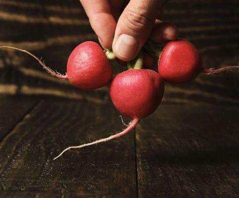 Eine Hand hält vier frische, runde Radieschen mit zarten Wurzeln vor rustikalem Holzhintergrund – ein natürlicher und erdiger Moment der Ernte.